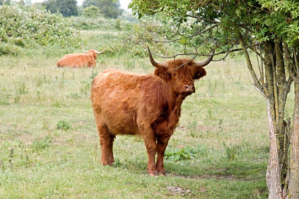 dintelse gorzen natuurgebied natuur natuurmonumenten schotse hooglanders brabant de heen landschap hdr